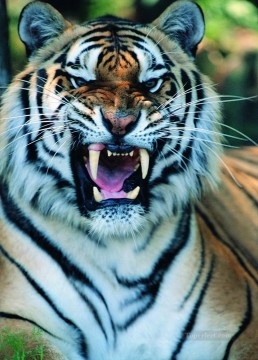  tiger malerei - Tiger 18